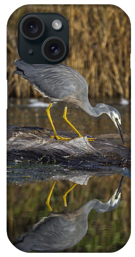 Feb0514 iPhone Case featuring the photograph White-faced Heron Foraging Hawkes Bay by Mark Hughes