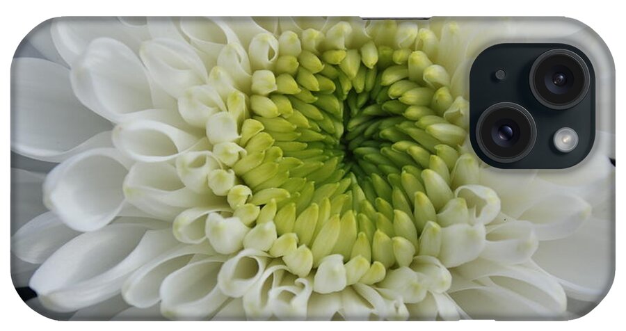 White iPhone Case featuring the photograph White flower by Maxine Kamin