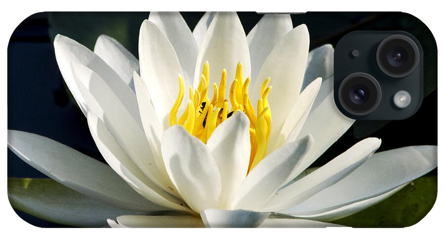 Water Lily iPhone Case featuring the photograph White Water Lily by Christina Rollo