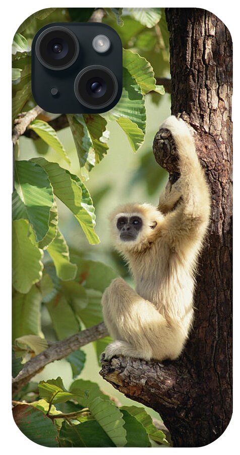Feb0514 iPhone Case featuring the photograph White-handed Gibbon Thailand by Gerry Ellis