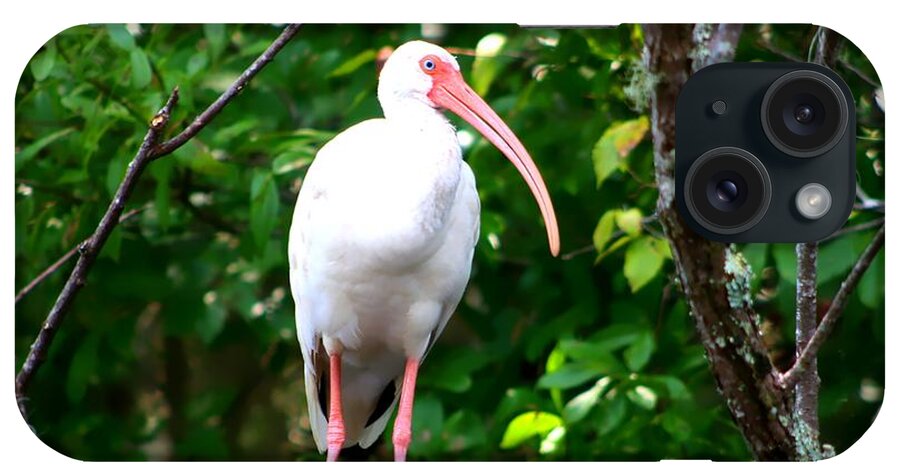 Florida Birds iPhone Case featuring the photograph White Ibis by Debra Forand