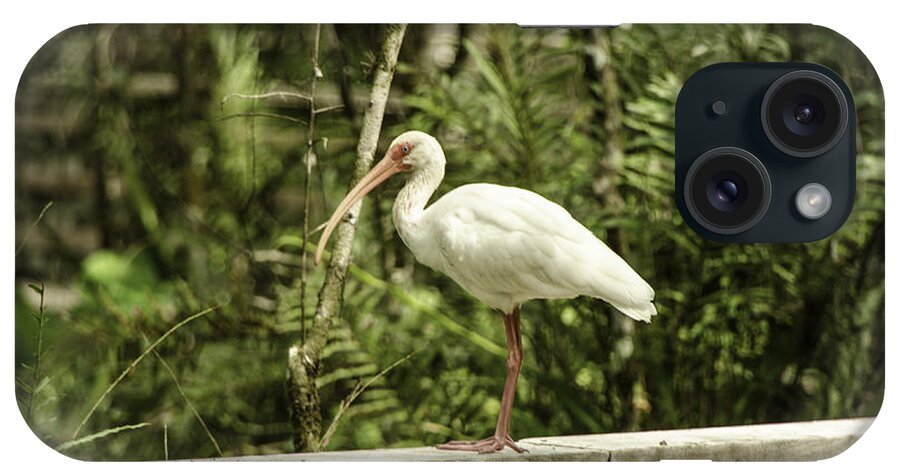 Animal iPhone Case featuring the photograph White Ibis by Mary Carol Story