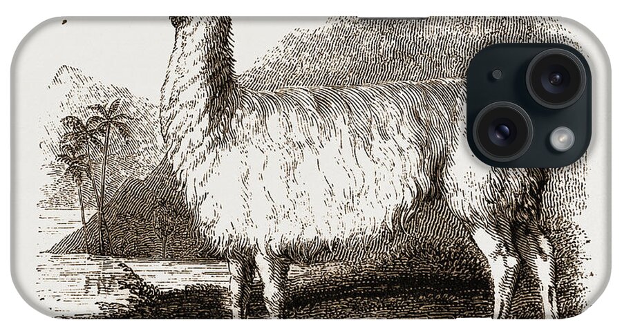 White Llama iPhone Case featuring the drawing White Llama by Litz Collection
