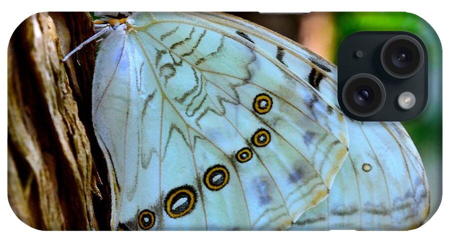 Butterfly Rainforest iPhone Case featuring the photograph White Morpho Butterfly by AnnaJo Vahle