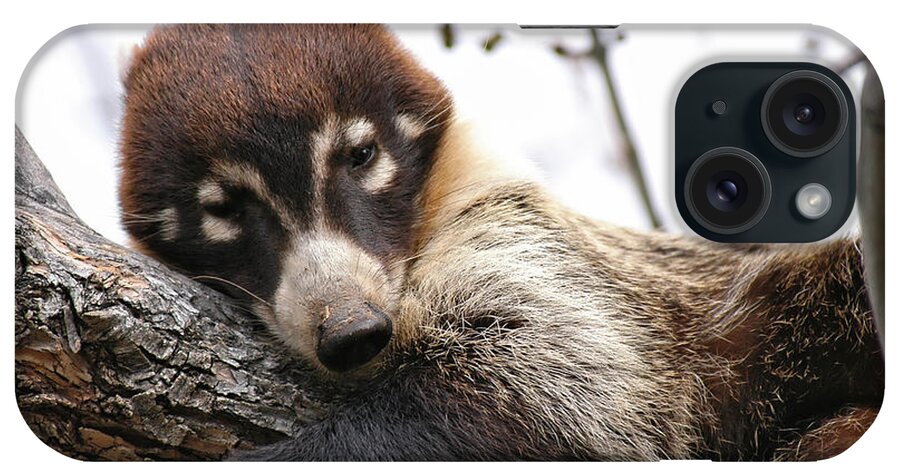 Coati iPhone Case featuring the photograph White-nosed Coati 4 by Al Andersen