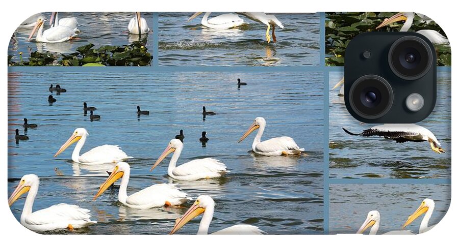 White Pelicans iPhone Case featuring the photograph White Pelicans Collage by Carol Groenen