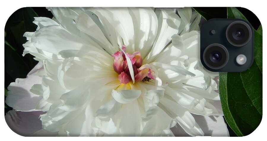 Peony iPhone Case featuring the photograph White Peony by Betty-Anne McDonald
