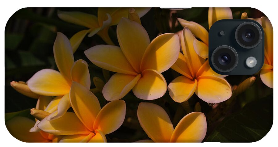 Tropical Garden iPhone Case featuring the photograph White Plumeria by Miguel Winterpacht