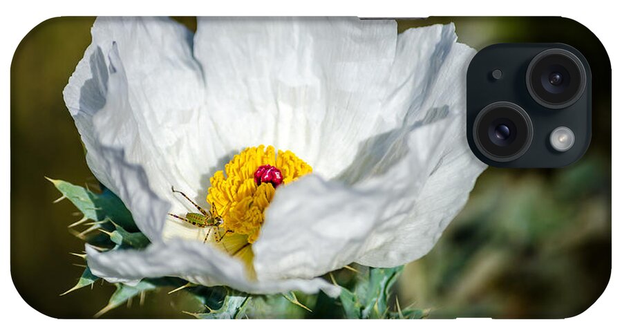 White Prickly Poppy Wildflower iPhone Case featuring the photograph White Prickly Poppy Wildflower by Debra Martz