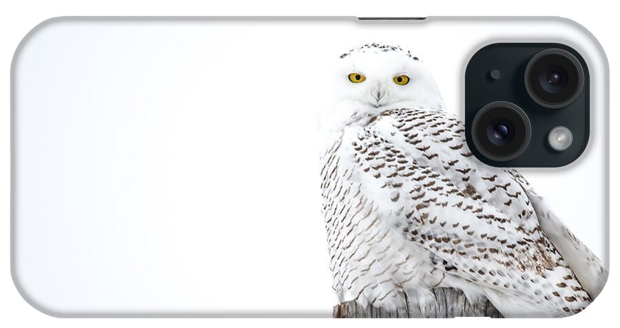 Field iPhone Case featuring the photograph White Snowy Owl by Cheryl Baxter