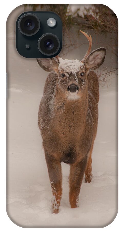 Brenda Jacobs Photography & Fine Art iPhone Case featuring the photograph White Tailed Deer Buck in Snow by Brenda Jacobs