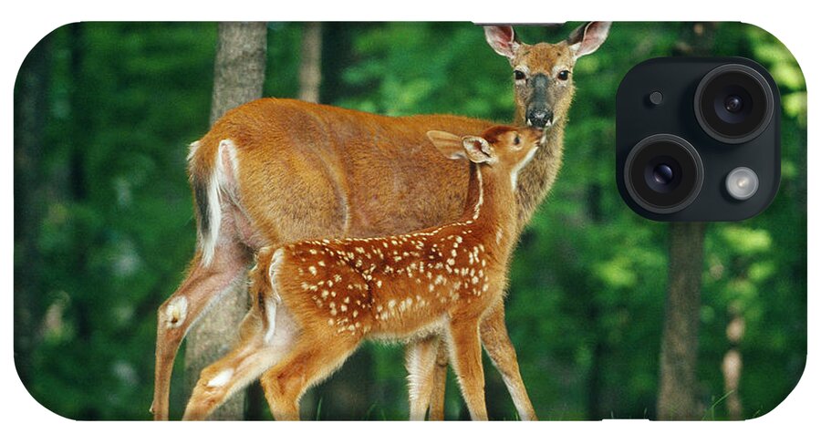 White-tailed Deer iPhone Case featuring the photograph White-tailed Deer Doe And Fawn by Stephen J. Krasemann