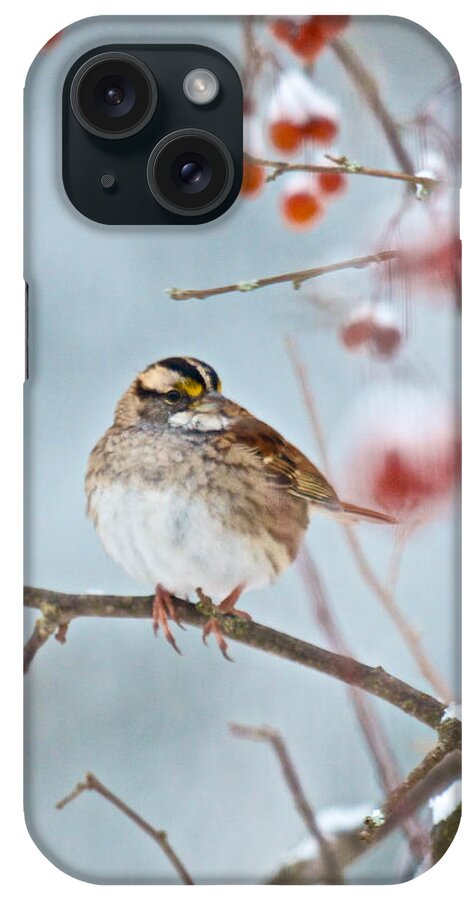 Birds iPhone Case featuring the photograph White-throated Sparrow Braving the Snow by Kristin Hatt