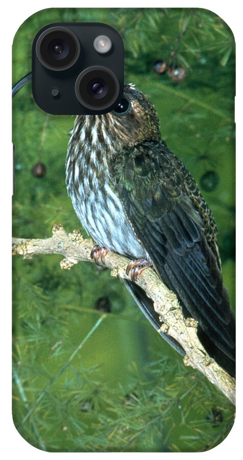 White-tipped Sicklebill iPhone Case featuring the photograph White-tipped Sicklebill by John S. Dunning