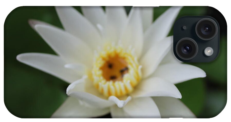 Water Lotusflower Lotus iPhone Case featuring the photograph White Water Lotus by Michael Kim