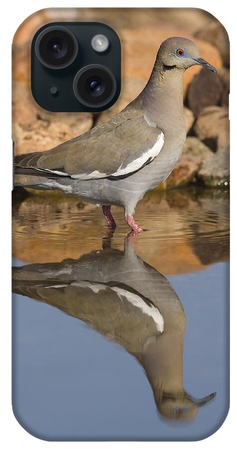 Feb0514 iPhone Case featuring the photograph White-winged Dove Wading Arizona by Tom Vezo