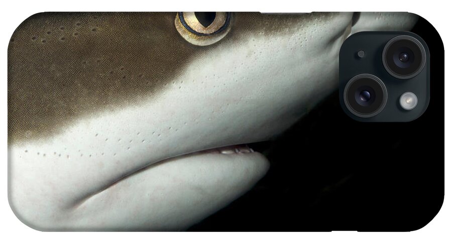 Fish iPhone Case featuring the photograph Whitetip Reef Shark by Nigel Downer