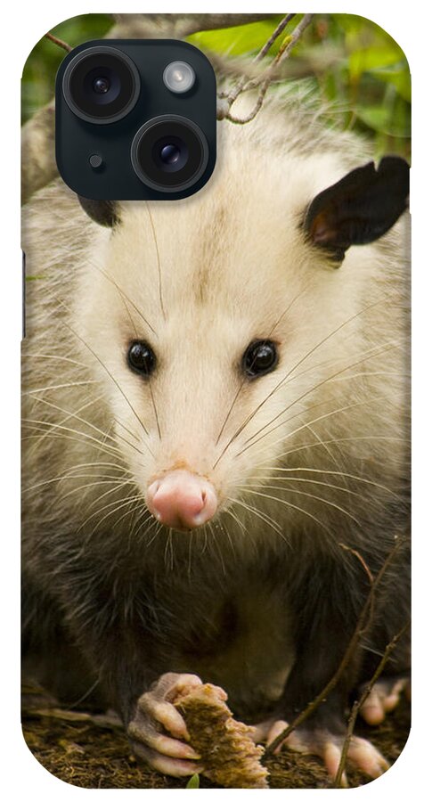 Opossum iPhone Case featuring the photograph Who Says Possums Are Ugly by Kathy Clark