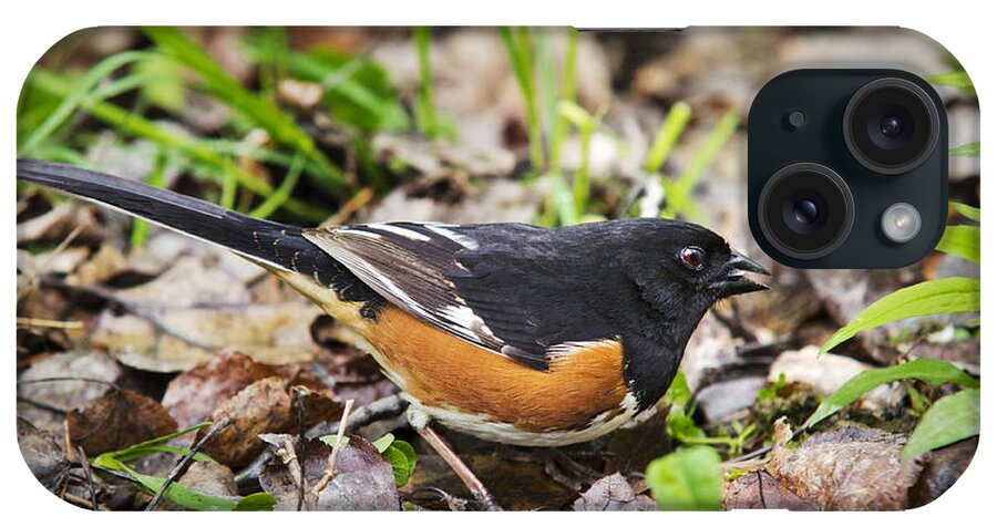 Bird iPhone Case featuring the photograph Eastern Towhee Bird by Christina Rollo