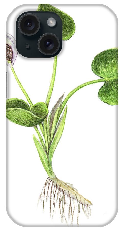Calla iPhone Case featuring the photograph Wild Calla by Carlyn Iverson