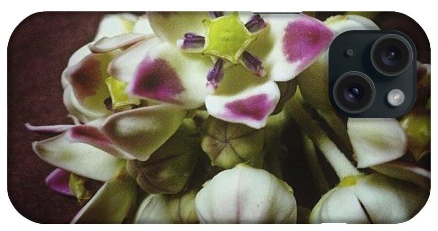  iPhone Case featuring the photograph Wild Dessert Plant's Flower “there by Rye Basco