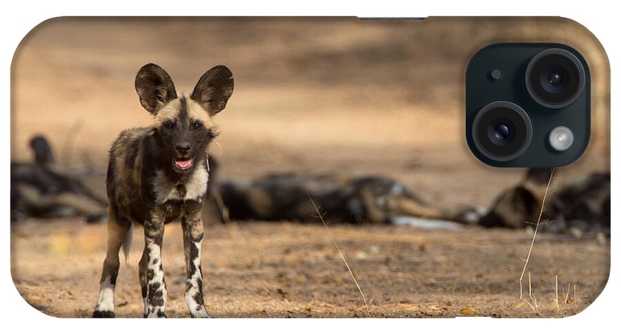 African Wild Dog iPhone Case featuring the photograph Wild Dog Puppy by Max Waugh