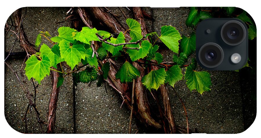Barn iPhone Case featuring the photograph Wild Grape Vine by Michael Arend