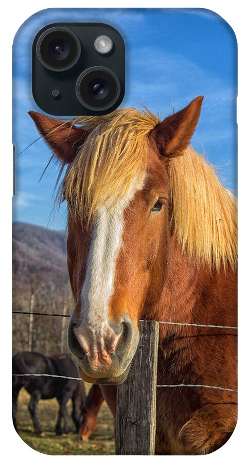 Cades Cove iPhone Case featuring the photograph Wild Horse at Cades Cove in the Great Smoky Mountains National Park by Peter Ciro