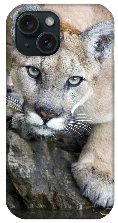 Cougar iPhone Case featuring the photograph Wild Mountain Lion by Max Waugh