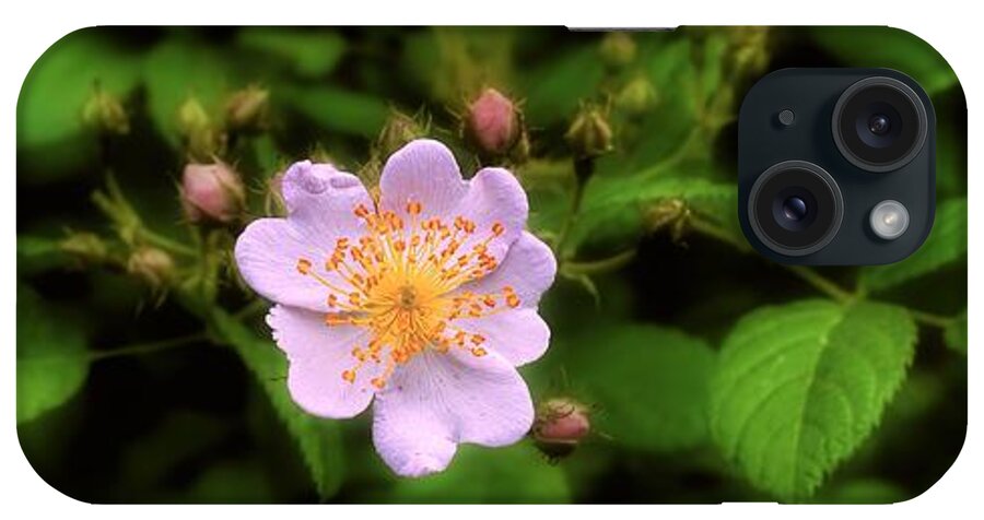 Rose iPhone Case featuring the photograph Wildflower - Wild Rose - Panorama by Henry Kowalski