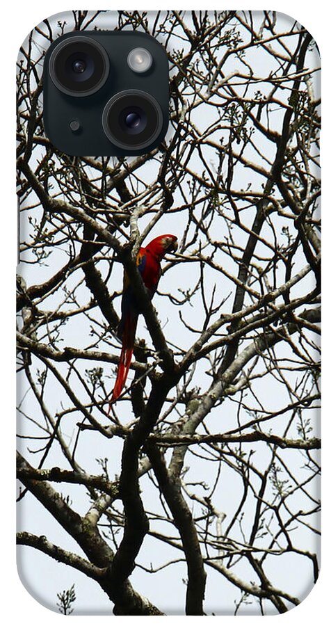 Animals iPhone Case featuring the photograph Wild Scarlet by Kathy McClure