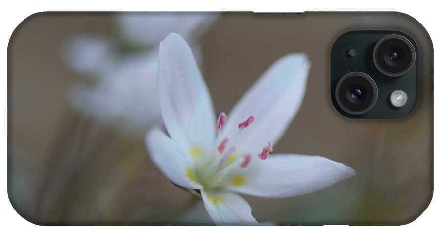 Flower iPhone Case featuring the photograph Wildflower by Loni Collins