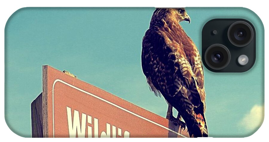 Red Tail iPhone Case featuring the photograph Wildlife Drive Greeter by Sharon Woerner