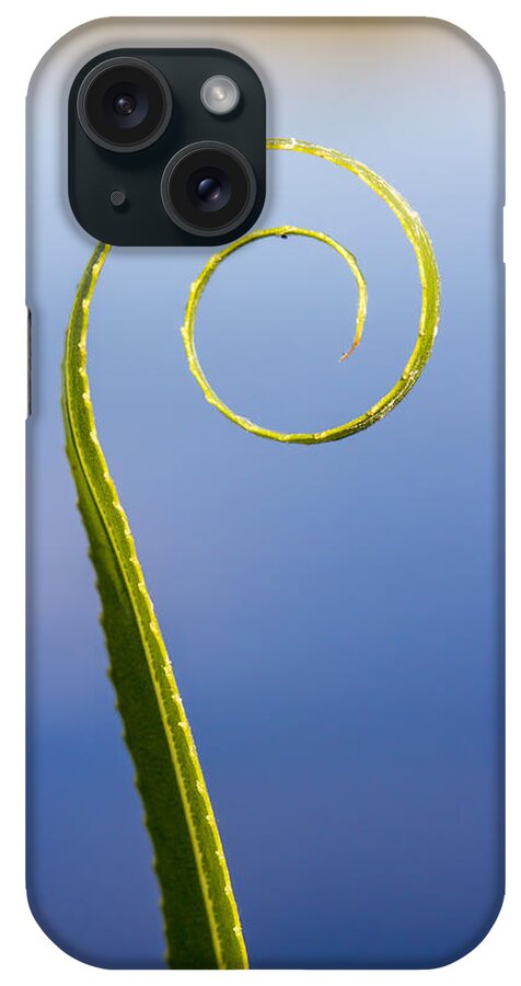 Leaf iPhone Case featuring the photograph Willow Leaf Spiral by Steven Schwartzman