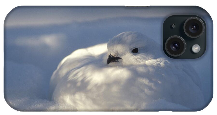 Feb0514 iPhone Case featuring the photograph Willow Ptarmigan Camouflaged Alaska by Michael Quinton