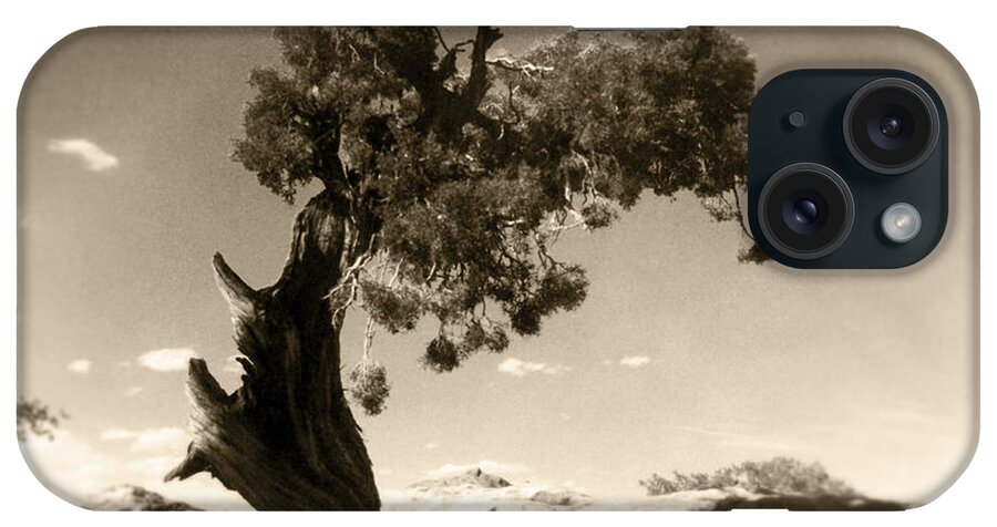Tree iPhone Case featuring the photograph Wind Swept Tree by Scott Norris