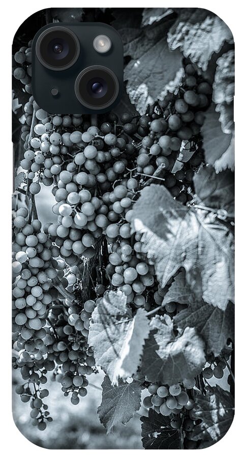 Perissos iPhone Case featuring the photograph Wine Grapes BW by David Morefield