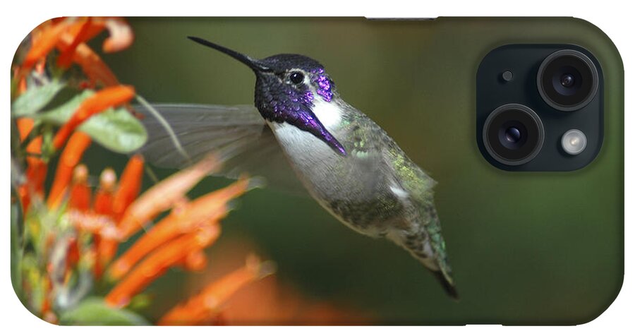 Hummingbirds iPhone Case featuring the photograph Winged Jewelry by Wilma Birdwell