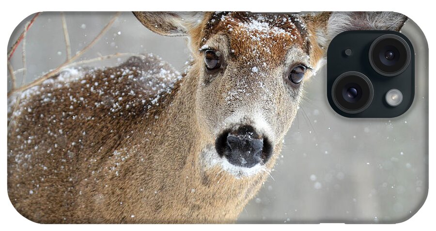 Deer iPhone Case featuring the photograph Winter Buck by Amy Porter