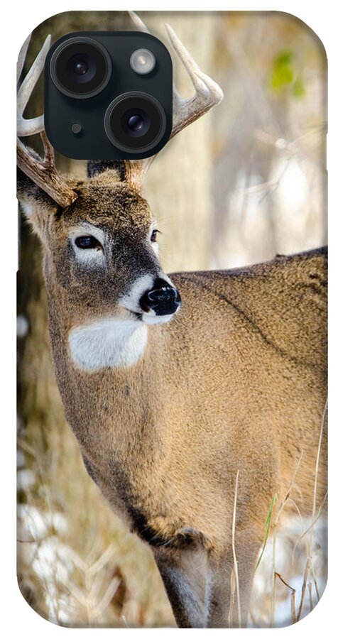 Deer iPhone Case featuring the photograph Winter Buck by Wild Fotos