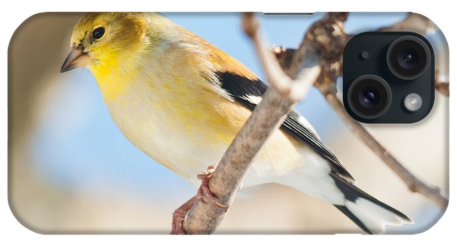 Landscapes iPhone Case featuring the photograph Winter Finch by Cheryl Baxter