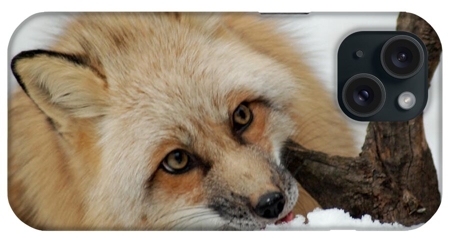 Fox iPhone Case featuring the photograph Winter Fox 2 by Richard Bryce and Family