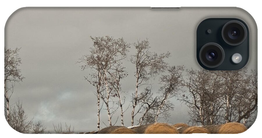 Winter Gold iPhone Case featuring the photograph Winter Gold by Sandi Mikuse