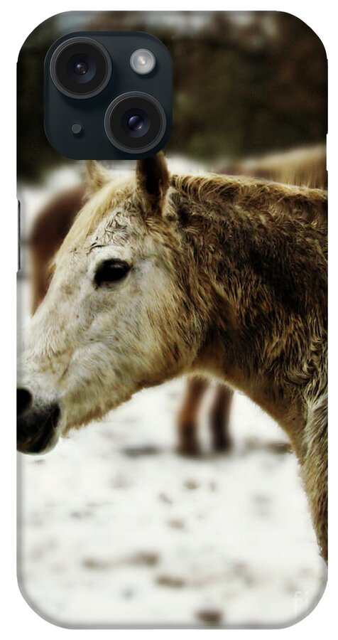 Horse iPhone Case featuring the photograph Winter Horse by Mindy Bench