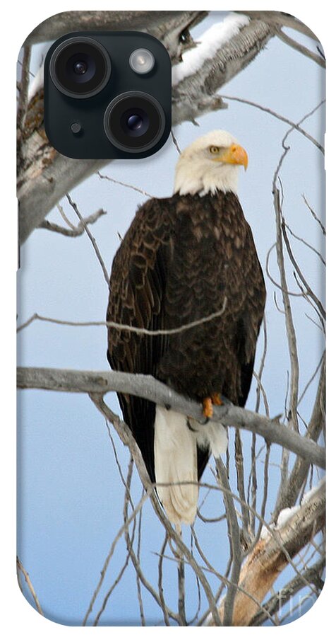 Wildlife iPhone Case featuring the photograph Winter Perch by Bob Hislop