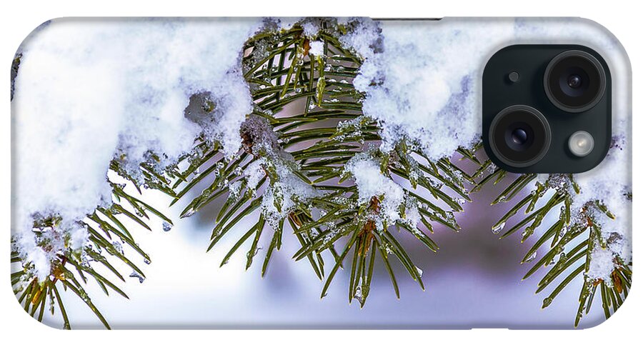 Pine Tree iPhone Case featuring the pyrography Winter Pine by Rick Bartrand