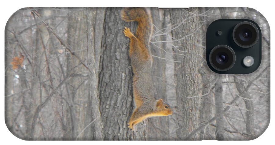 Nature iPhone Case featuring the photograph Winter Squirrel by Erick Schmidt