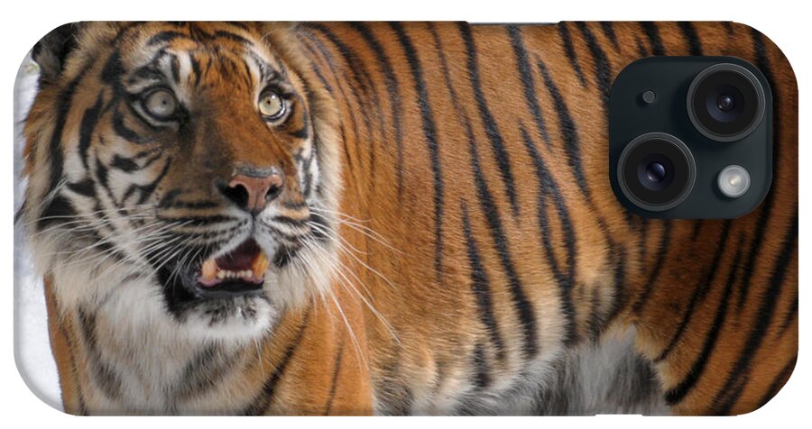 Tiger iPhone Case featuring the photograph Winter Tiger by Dan Holm