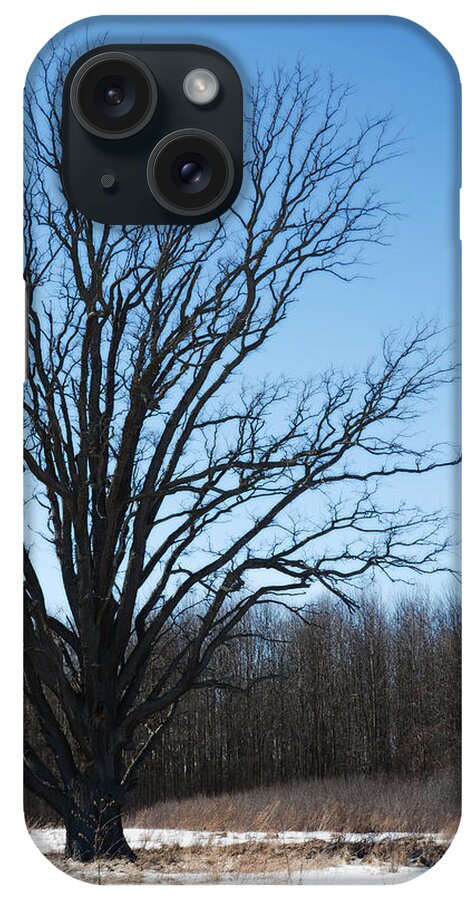 Winter Tree iPhone Case featuring the photograph Winter tree by Tracy Winter