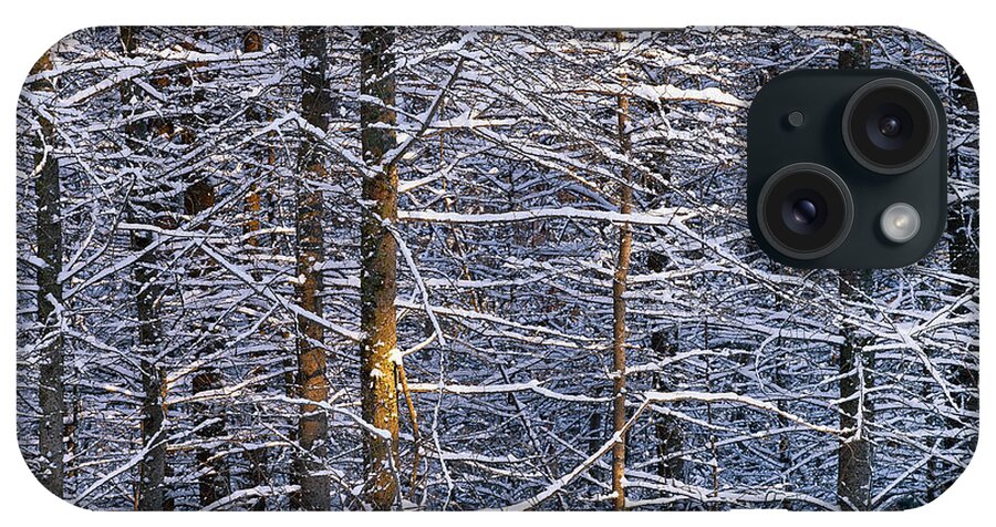 Winter iPhone Case featuring the photograph Winter Woods by Alan L Graham